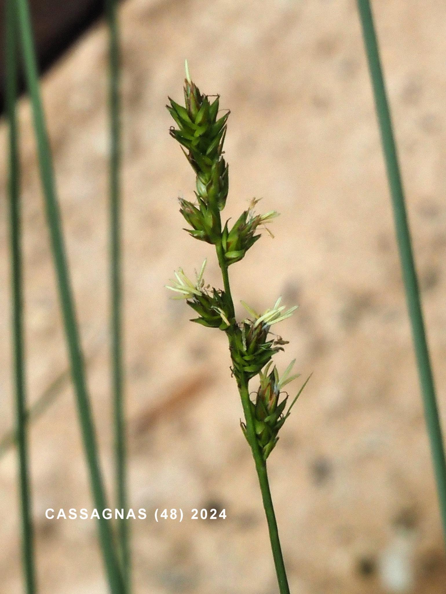 Sedge, Greater Starry